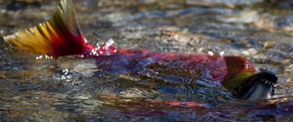 Whirling disease in the Bow River