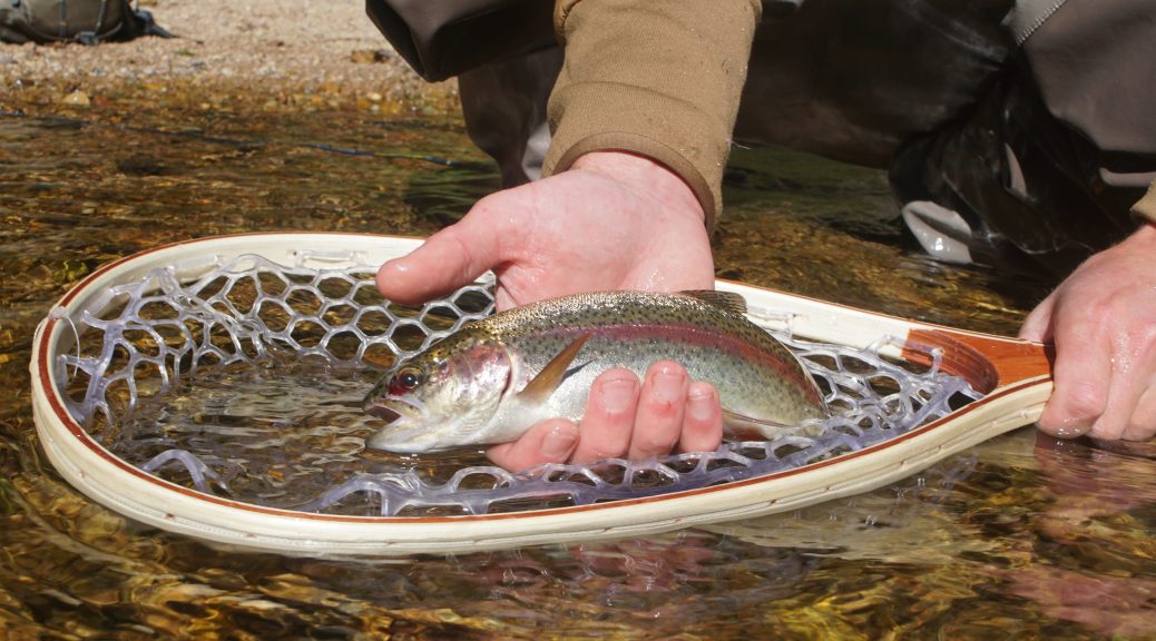 Rainbow trout, how to catch your limit. - Fair Game Gear