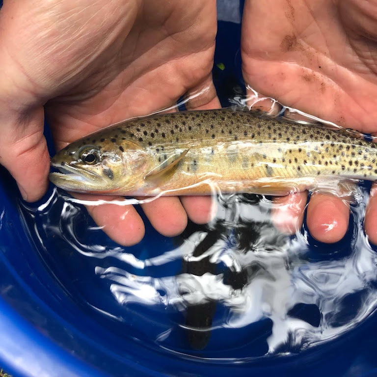 State Of Albertas Trout Westslope Cutthroat Trout The Bushwhackers